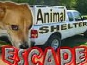 Play Animal shelter escape