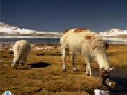Play Llamas jigsaw puzzle