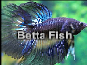 Play Betta fish