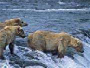 Play White grizzly bears