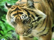 Spielen Tiger jigsaw puzzle