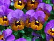 Play Jigsaw: purple pansies