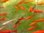 Play Jigsaw: orange fish