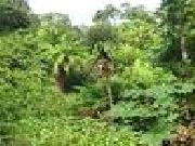 Play Mystic rainforest
