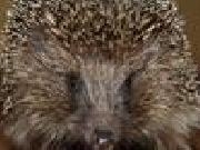 Play Hidden nature hearts