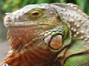 Play Green iguana jigsaw puzzle