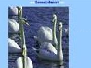 Jugar a Swan jigsaw puzzle