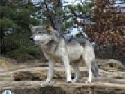 Play Gray wolf jigsaw puzzle