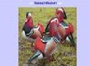 Play Duck jigsaw puzzle