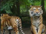 Spielen Jigsaw tigers