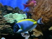 Play Coral reef jigsaw puzzle
