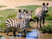Play Zebras in southern africa