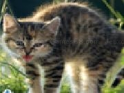 Play Cute and lovely cat jigsaw puzzle