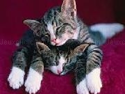 Play Random cute kitten puzzle