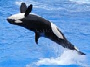 Play Jigsaw: killer whale