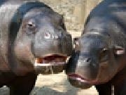 Play Jigsaw: hippos