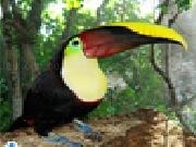 Play Toucan jigsaw puzzle