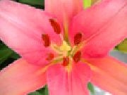 Play Jigsaw: closeup lily