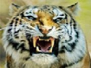 Play Siberian tiger