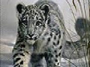 Play Snow leopard slide puzzle