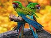 Play Two parrots slide puzzle