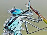Play Acrobat grasshopper slide puzzle
