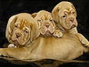Play Three bulldog slide puzzle