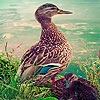 Play Blue duck family puzzle