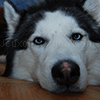 Play A dog jigsaw puzzle