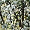 Play Jigsaw: apple tree flowers