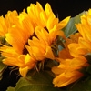 Play Jigsaw: sunflowers