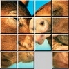 Play Love pigs sliding