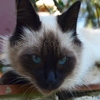 Play Jigsaw: siamese