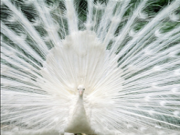 Spielen Peacock jigsaw