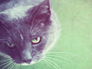 Play Colorful cat jigsaw puzzle