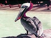 Play Pink headed pelican slide puzzle