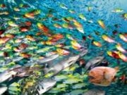 Play Fish swirls slider
