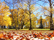 Play Crunchy leaves in fall jigsaw puzzle