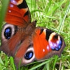 Play Jigsaw: flapping butterfly