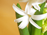 Play Pretty flower jigsaw puzzle