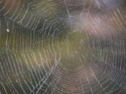 Play Spider web slider