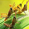 Play Leaf and grasshopper slide puzzle
