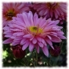 Play Jigsaw: beautiful flowers