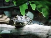 Play Alligator jigsaw