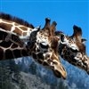 Spielen Giraffe jigsaw