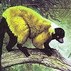 Play Ugly lemur puzzle