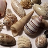 Play Jigsaw: seashells