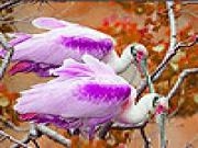 Play Pink finned birds slide puzzle