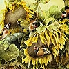 Play Birds and sunflowers slide puzzle