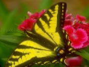 Play Butterfly jigsaw